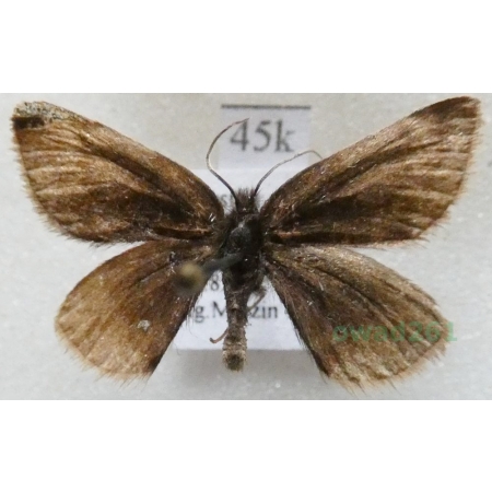 Psodos coracina (Esper, 1805) Austria45k